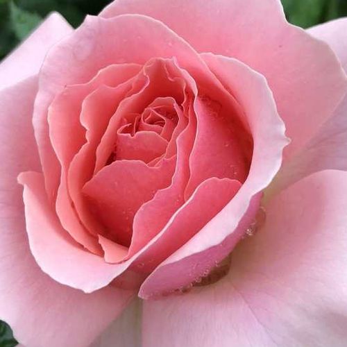 Rózsaszín - Rózsa - Frederic Mistral ® - Online rózsa vásárlás